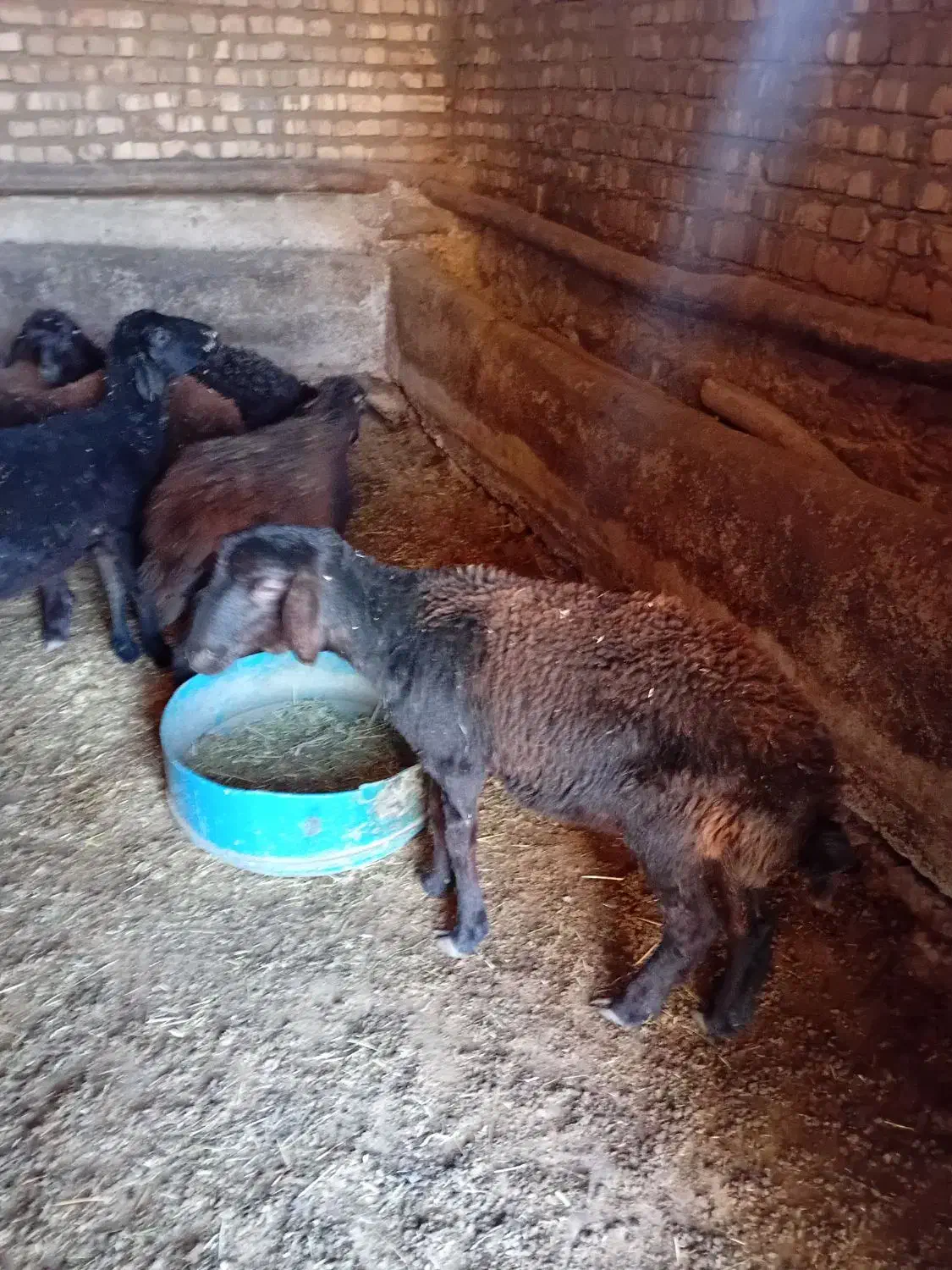 ۰۰۰|حیوانات مزرعه|بران, |دیوار