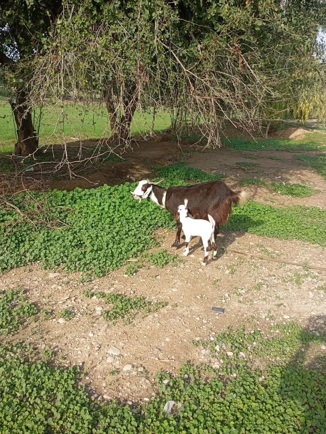 بز وبیگ|حیوانات مزرعه|گتوند, |دیوار