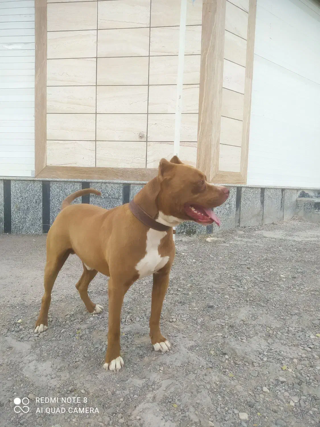 پیتبول نر جهت کشش|سگ|کرمان, |دیوار