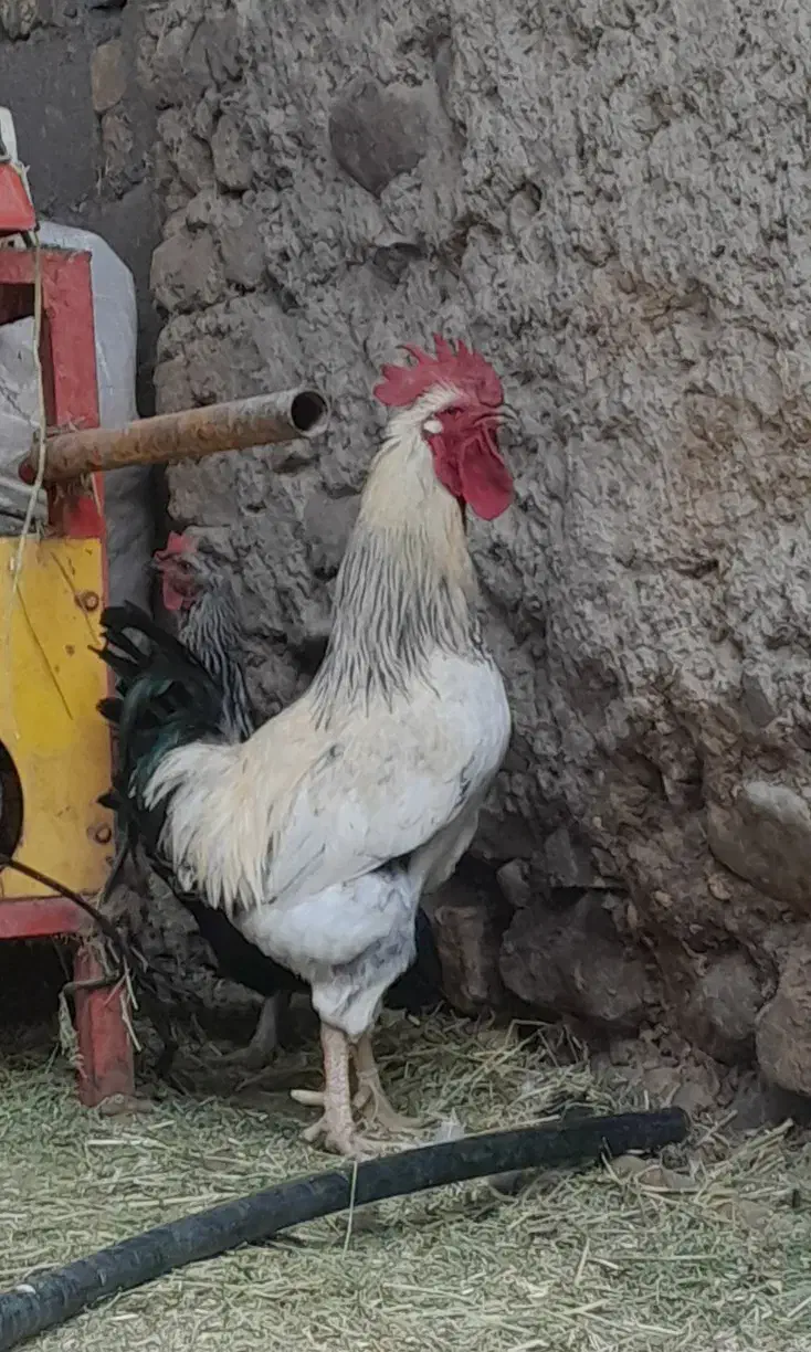 خروس|حیوانات مزرعه|قره پشتلو, |دیوار