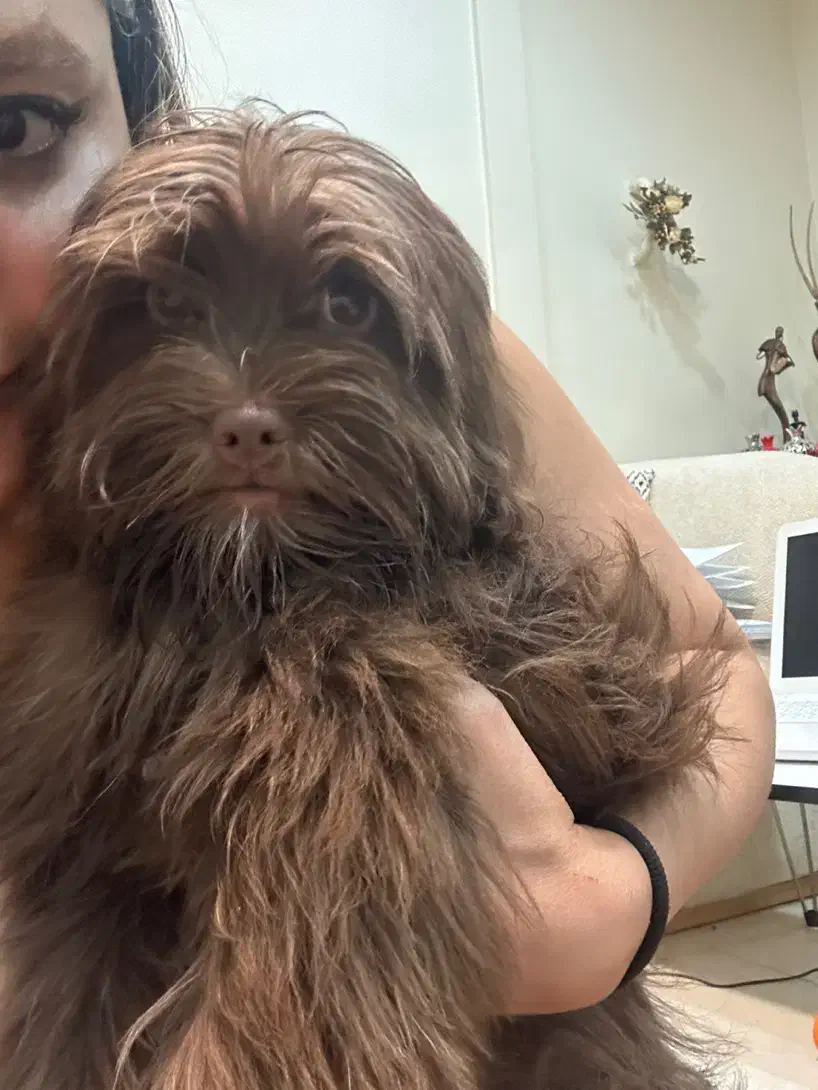 شیتزو پودل|سگ|کرج, گوهردشت|دیوار