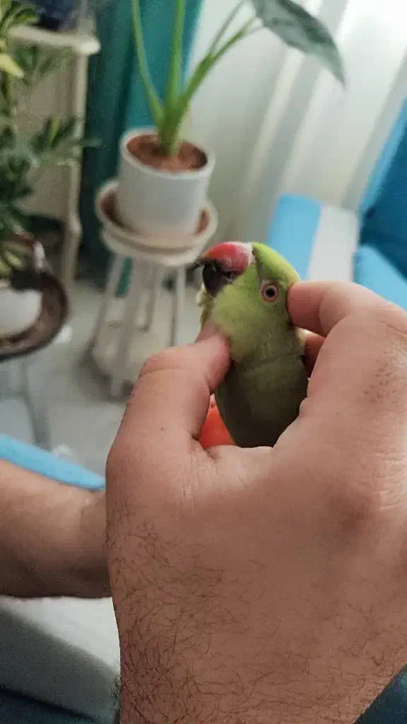 طوطی ملنگو|پرنده|ری, دولت‌آباد|دیوار