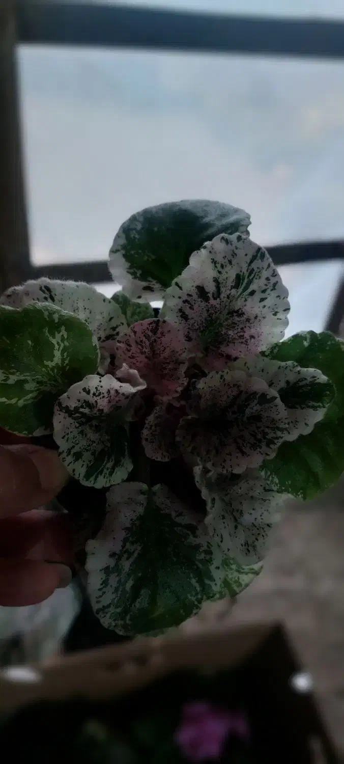 گل فروشی|گل و گیاه طبیعی|لیسار, |دیوار