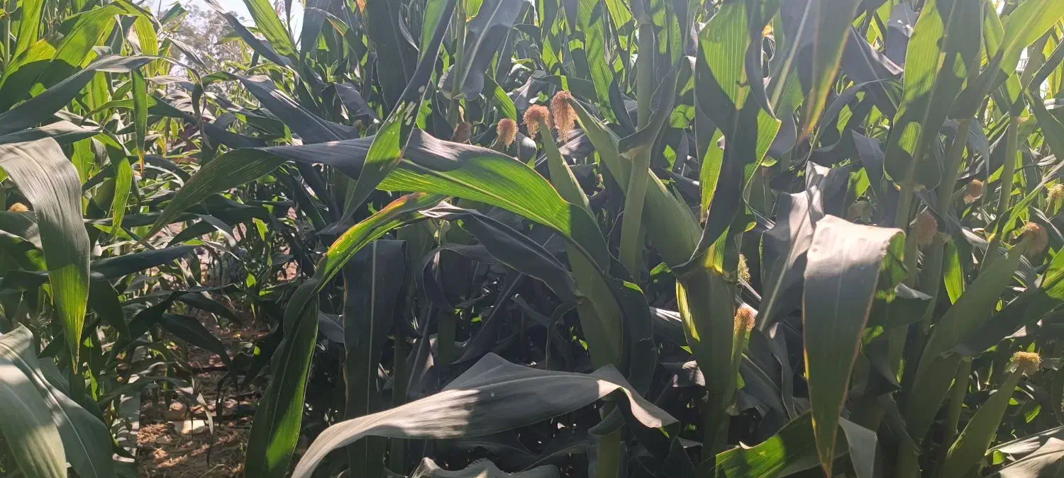 علوفه دانه دار|خدمات باغبانی و درختکاری|مرودشت, تخت جمشید|دیوار