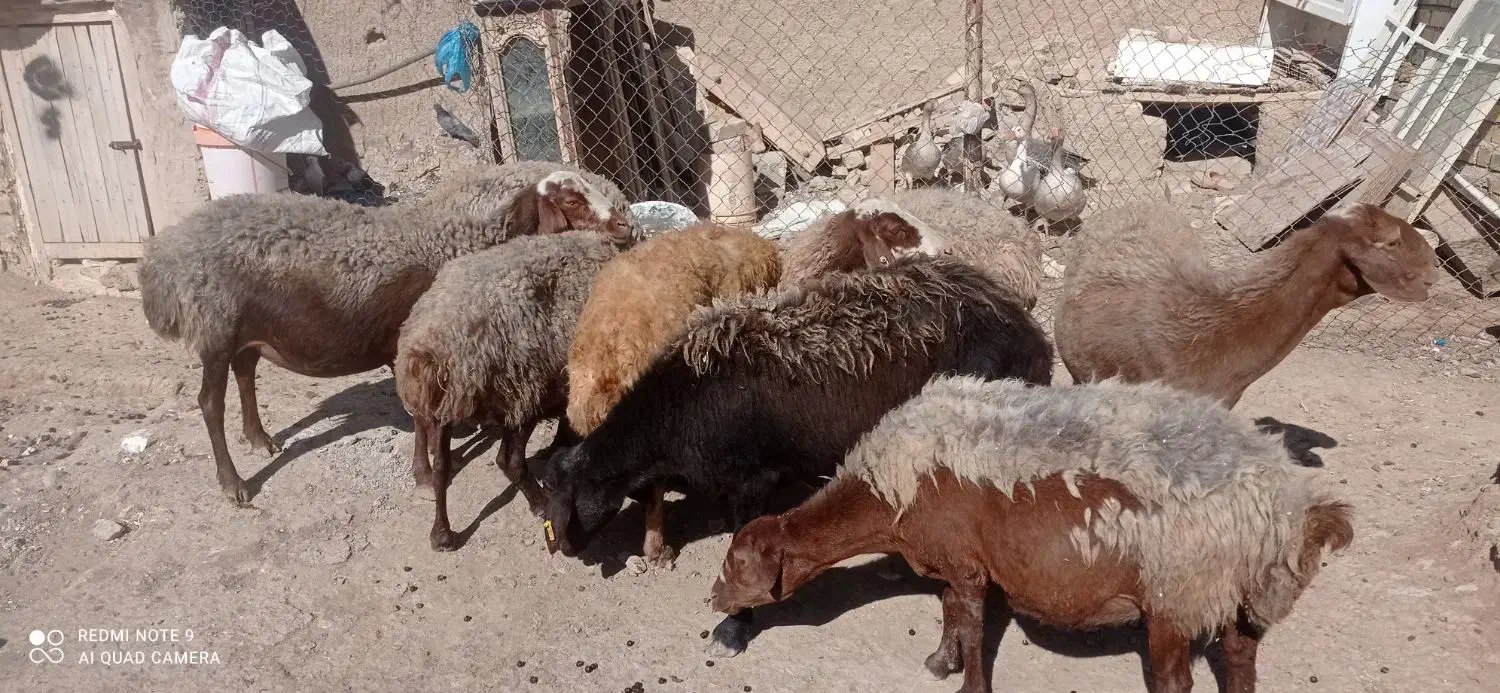 میش ‌مهربان آبستن درجه یک باب خانه دار|حیوانات مزرعه|خنداب, |دیوار