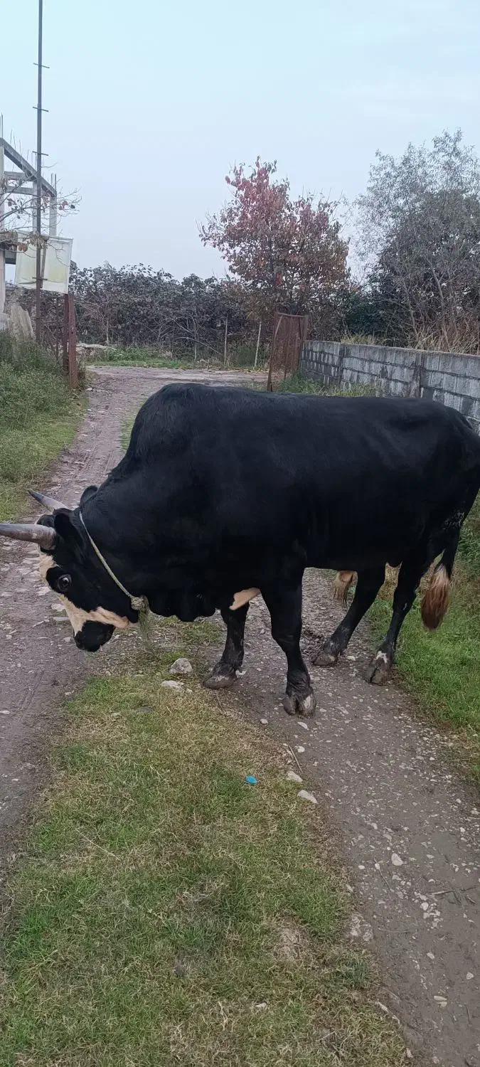 تشک ورزا محلی|حیوانات مزرعه|چالوس, |دیوار