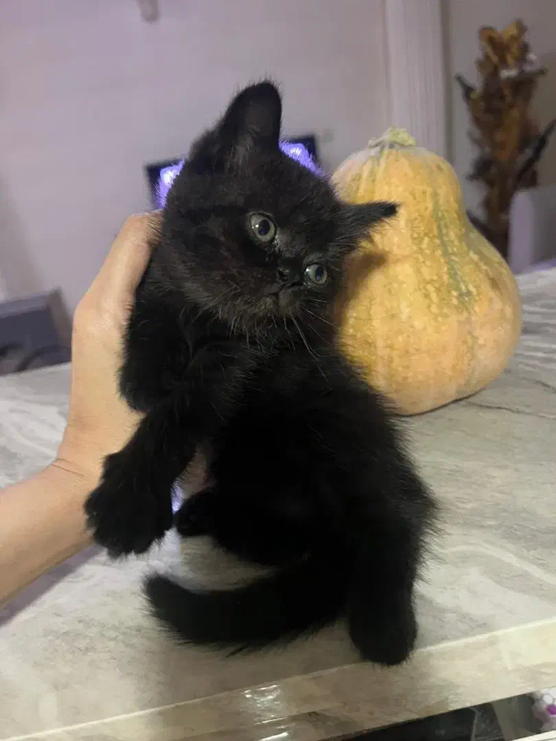 گربه بریتیش بلک جذاب|گربه|رشت, لاکانی|دیوار