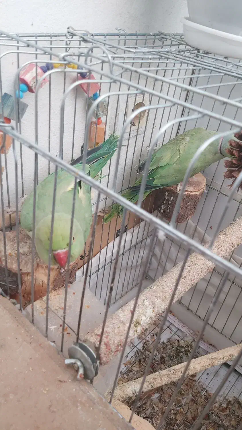 ملنگو مولد|پرنده|تاکستان, |دیوار