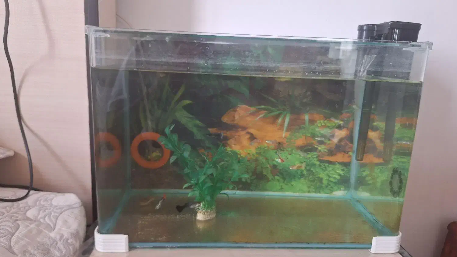 اکواریوم|ماهی|زنجان, |دیوار