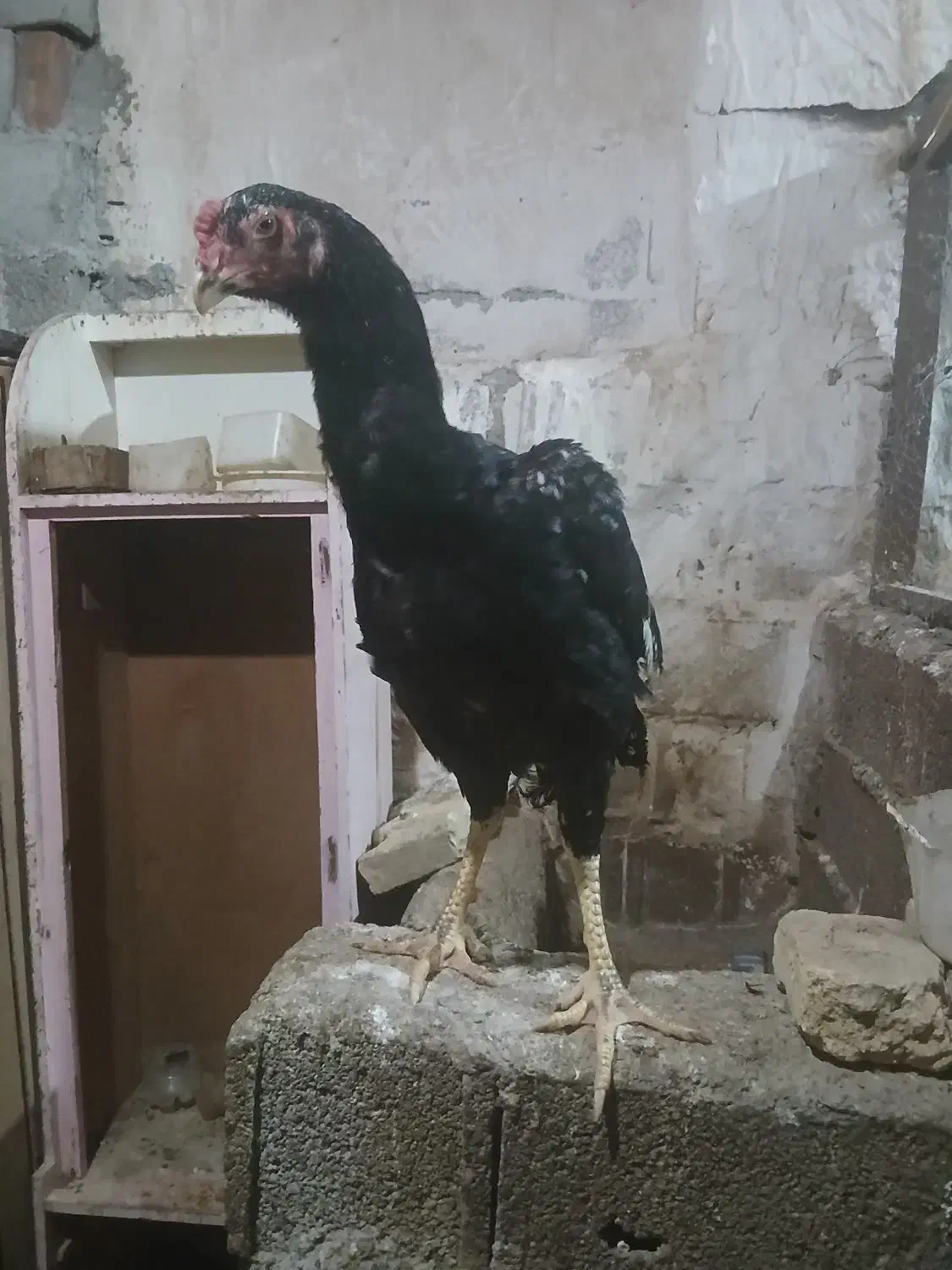 ۲عدد خروس لاری اصیل بفروش میرسد|حیوانات مزرعه|هیر, |دیوار