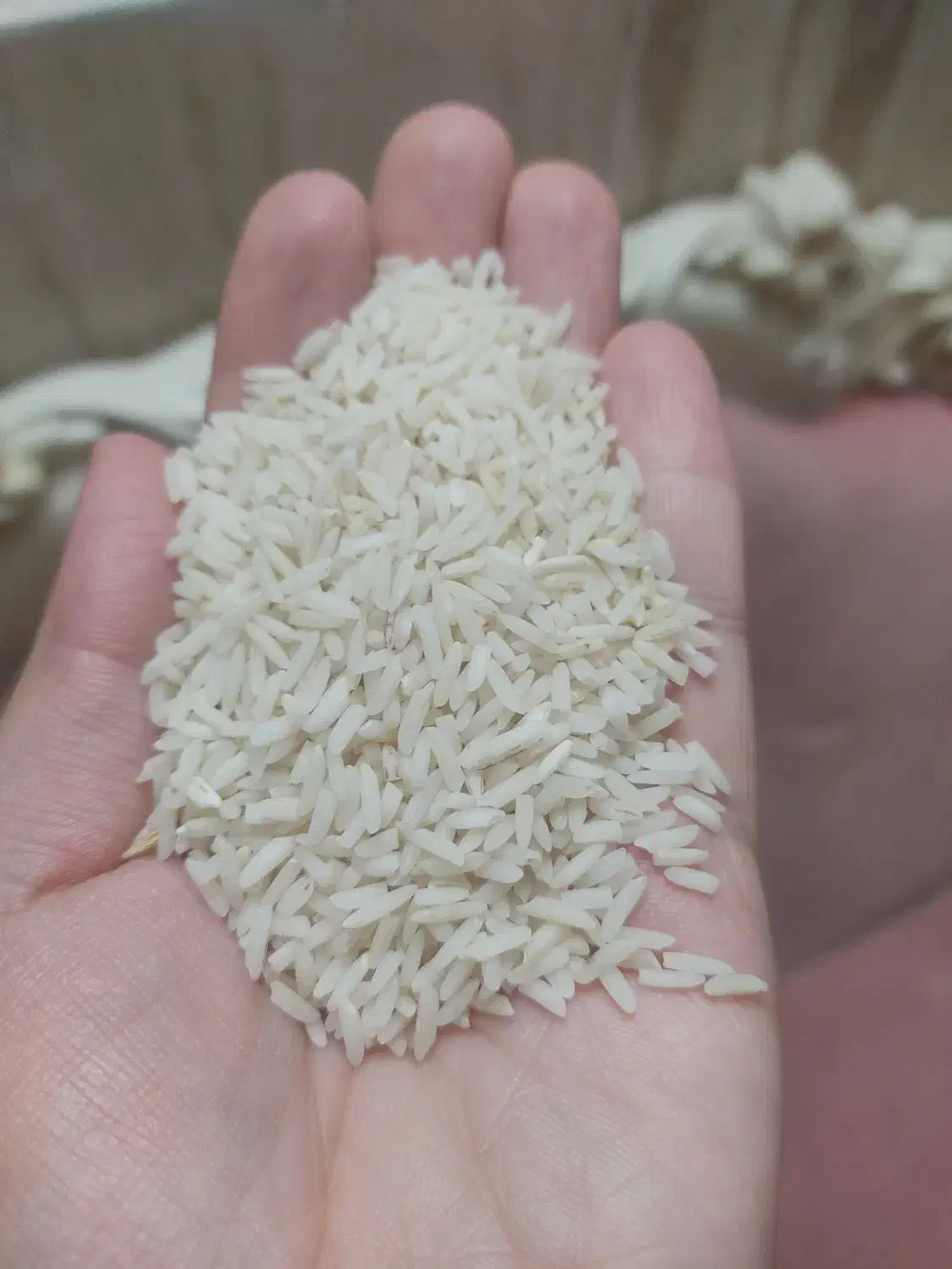 برنج هاشمی برا بیجار خودمونه گیلان|خوردنی و آشامیدنی|قم, بکایی|دیوار