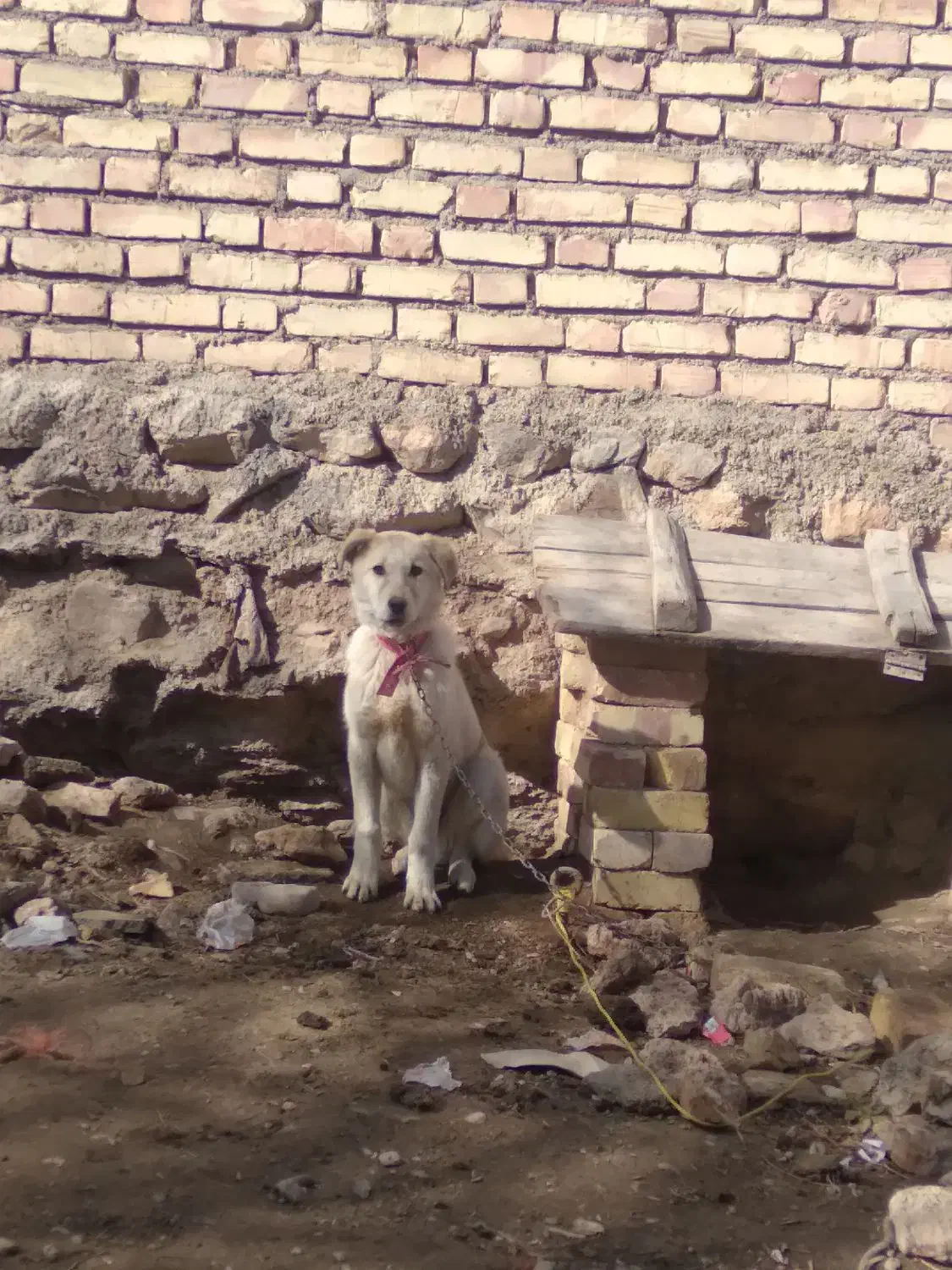 سگ دورگ|سگ|سجاس رود, |دیوار