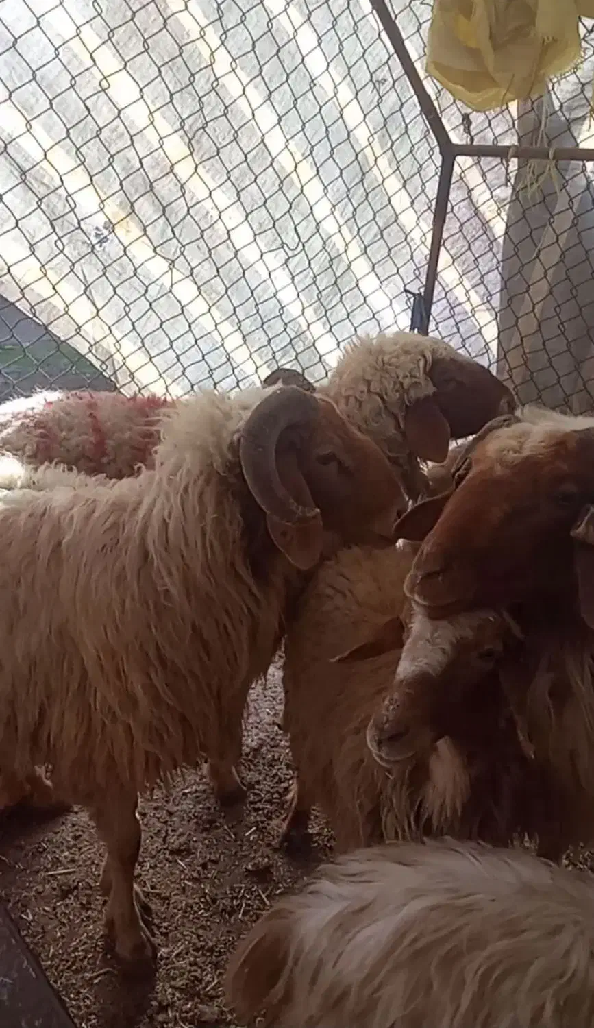 میش و نرمیش|حیوانات|گتوند, |دیوار