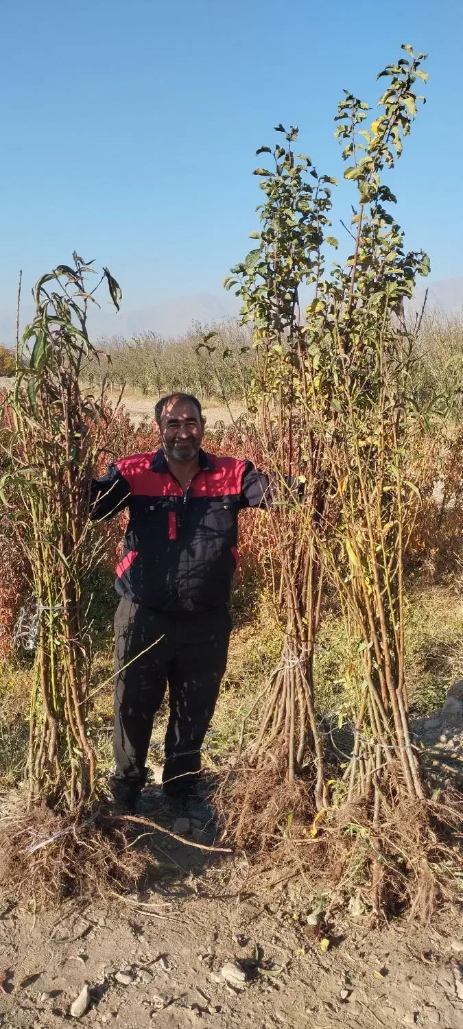 نهال آلو و هلو|خدمات باغبانی و درختکاری|نیشابور, بلوار گلها|دیوار