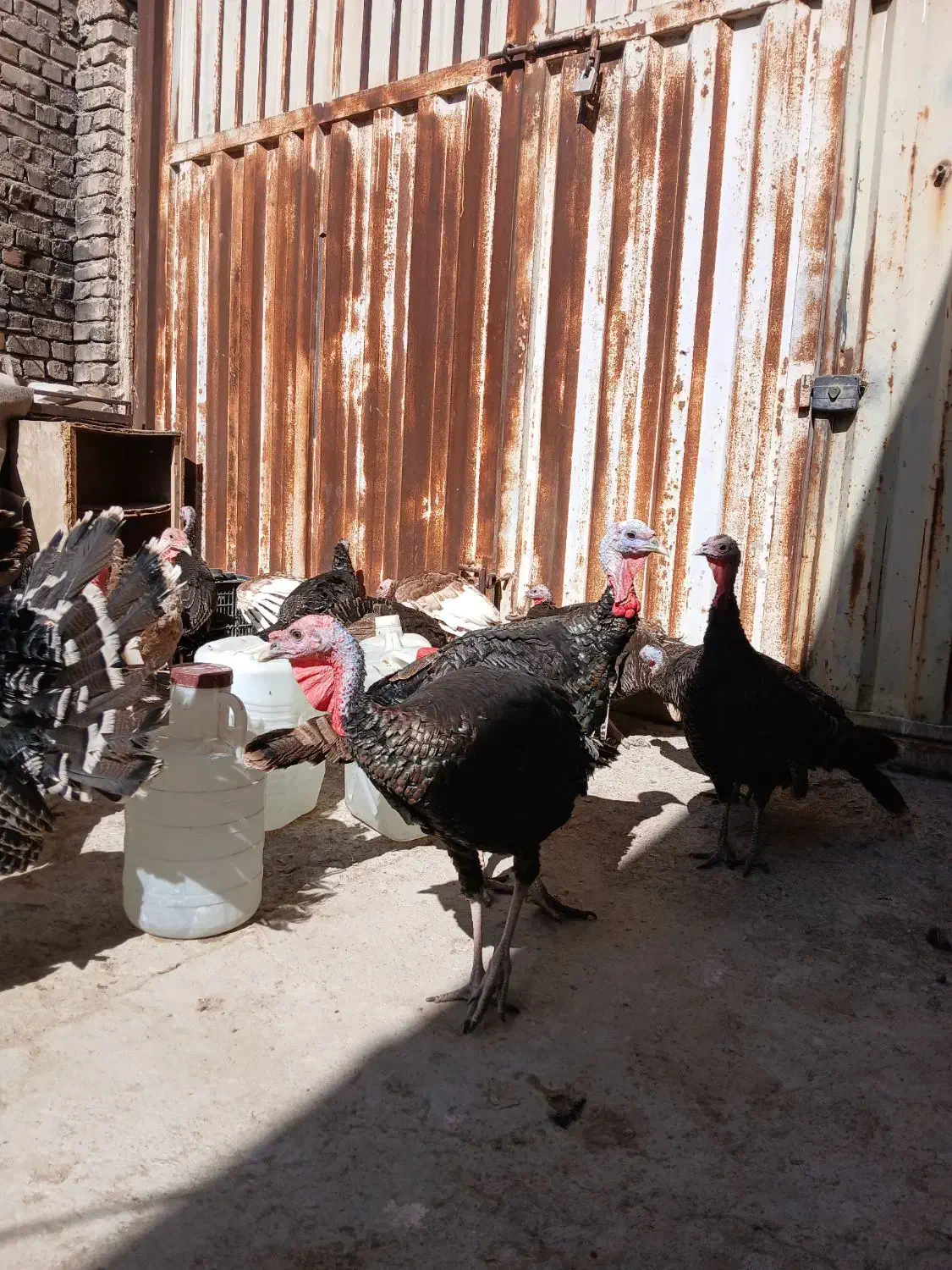 بوقلمون برنز بوربون و جوحه برهما|حیوانات مزرعه|قم, پردیسان|دیوار