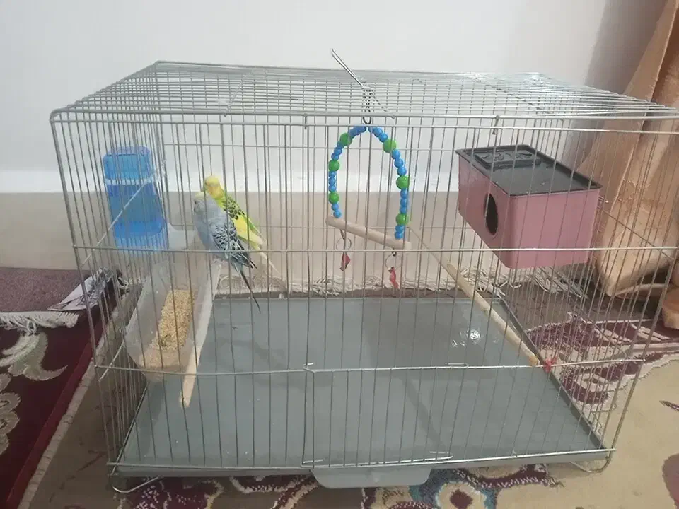 دوتا مرغ عشق سرحال|پرنده|اهواز, کوی ابوالفضل|دیوار