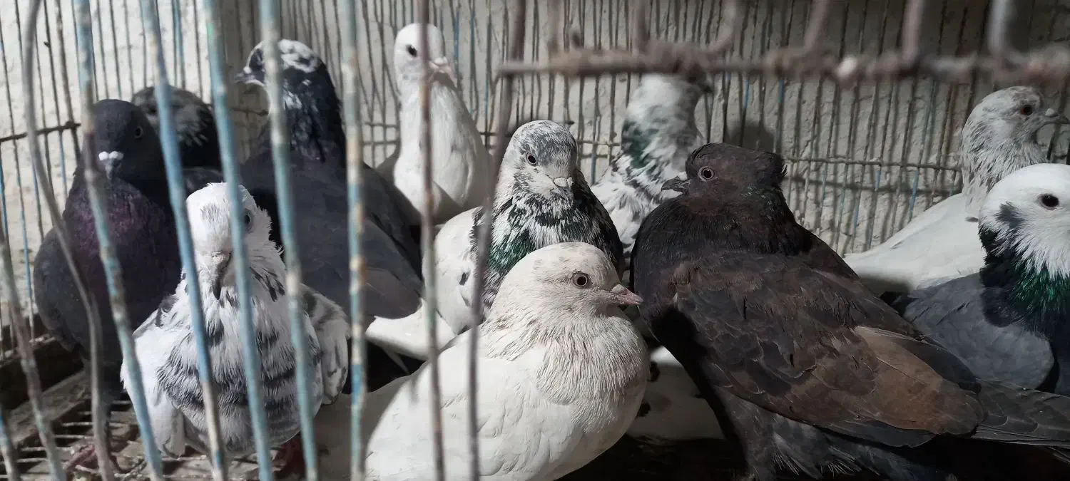 کبوتر ۱۲ عدد|پرنده|کاشان, امیرکبیر|دیوار