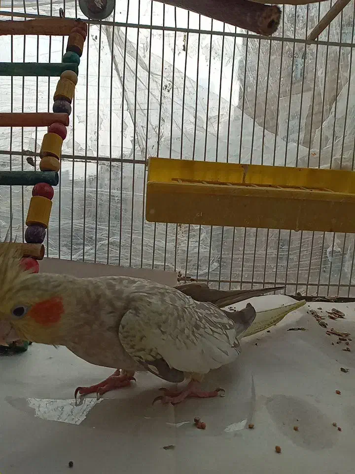 عروس هلندی نرو ماده مولد با ۲ جوجه|پرنده|ساری, |دیوار