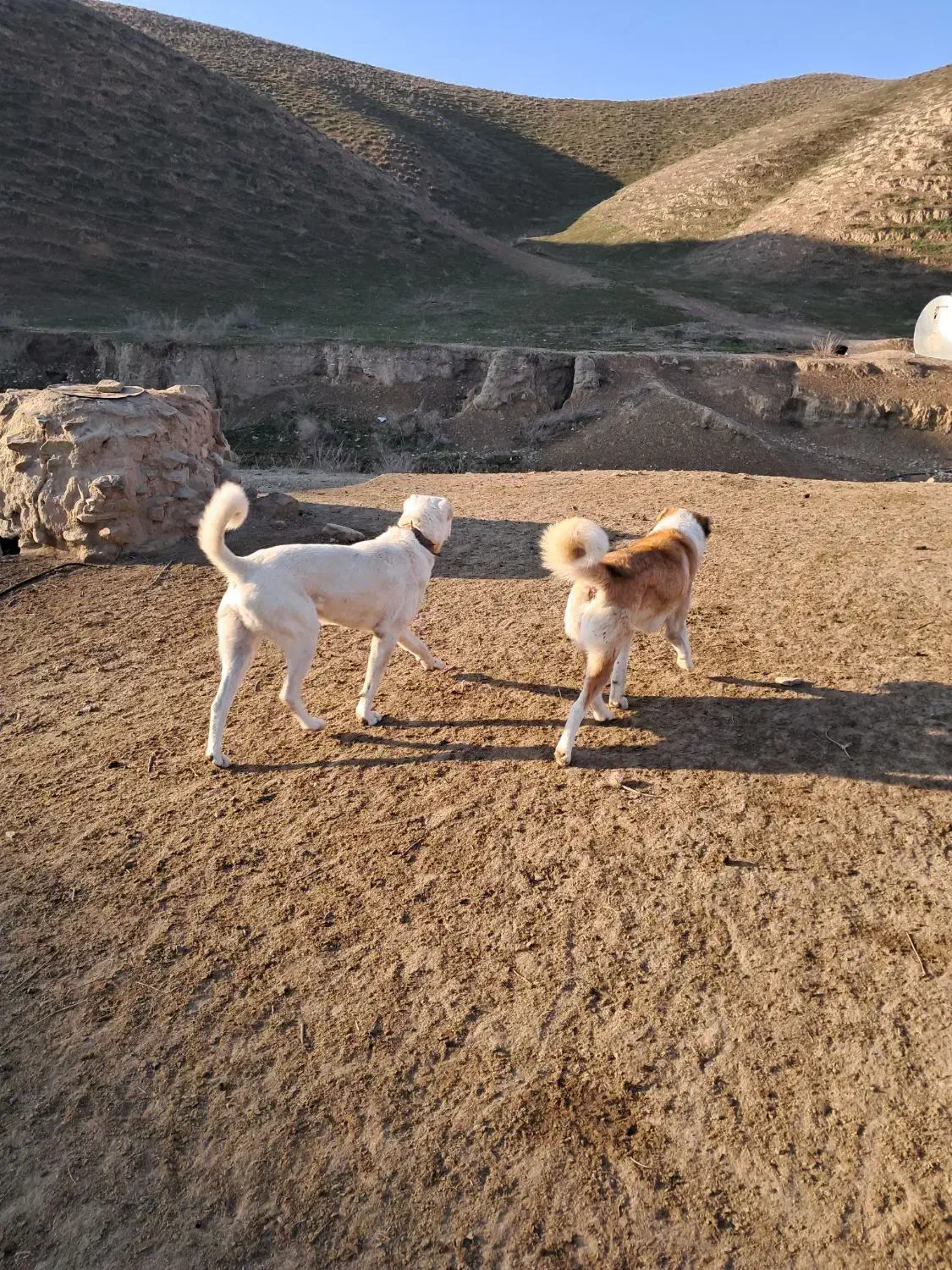 گمشده|حیوانات|شیروان (خراسان), |دیوار