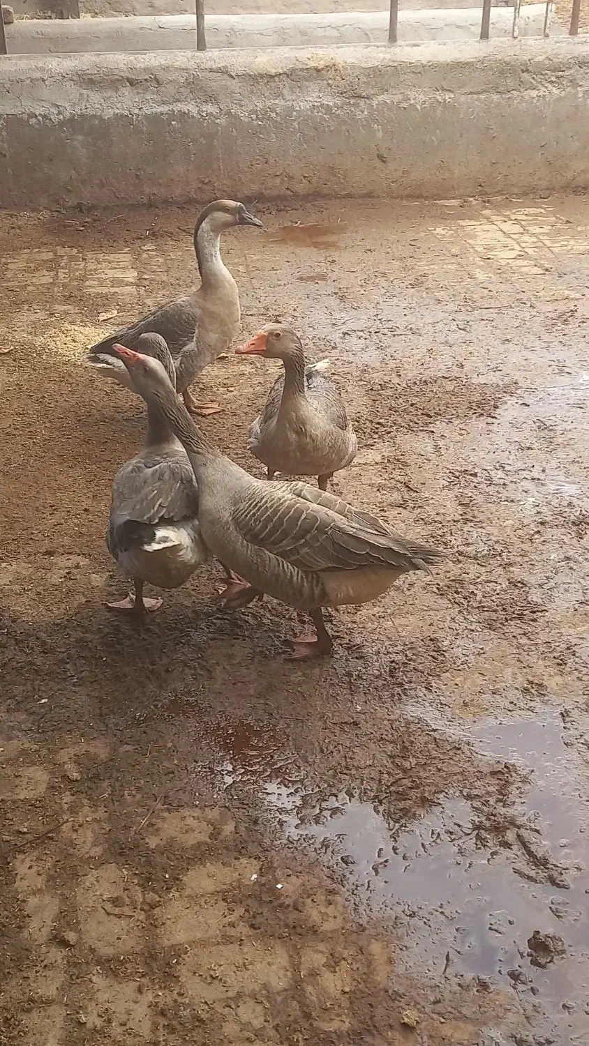 قوغاز|حیوانات مزرعه|بوئین زهرا, |دیوار