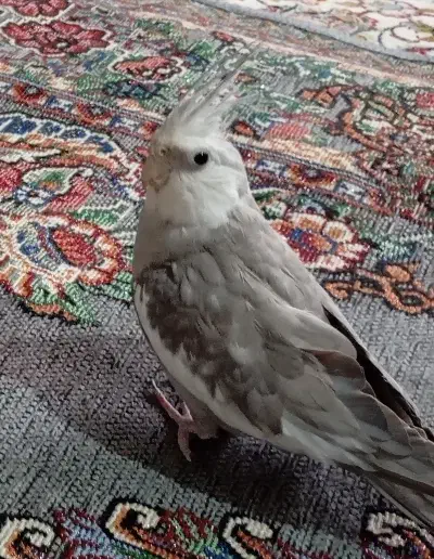 حیوان خانگی|پرنده|تربت‌حیدریه, رضاشهر|دیوار