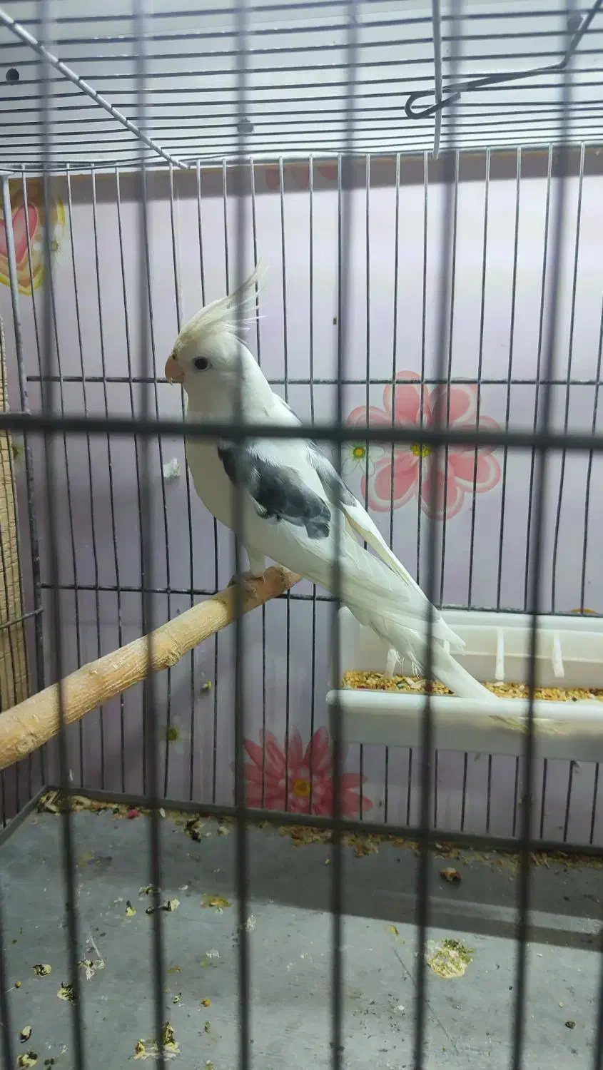 عروس هلندی دو کت پروانه ای نر|پرنده|اصفهان, سرچشمه|دیوار