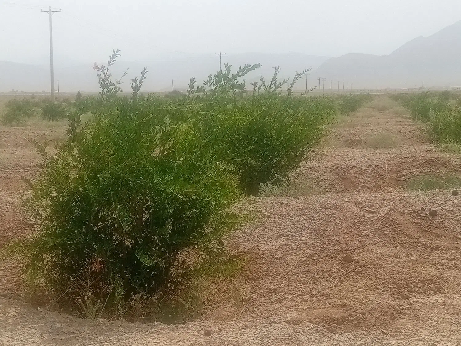 فروش یک قطعه زمین باغی با درخت با مجوز دیوار کشی|فروش دفتر صنعتی، کشاورزی، تجاری|شهرضا, |دیوار