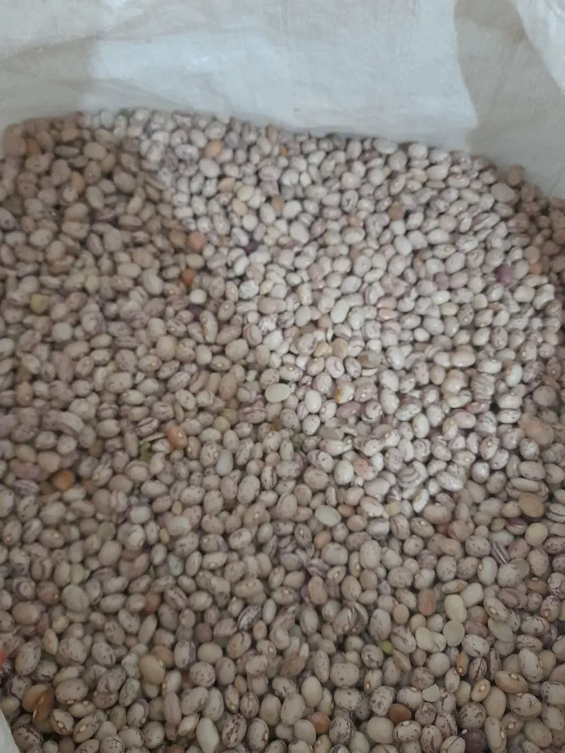 لوبیاچیتی|خوردنی و آشامیدنی|پاسارگاد, |دیوار