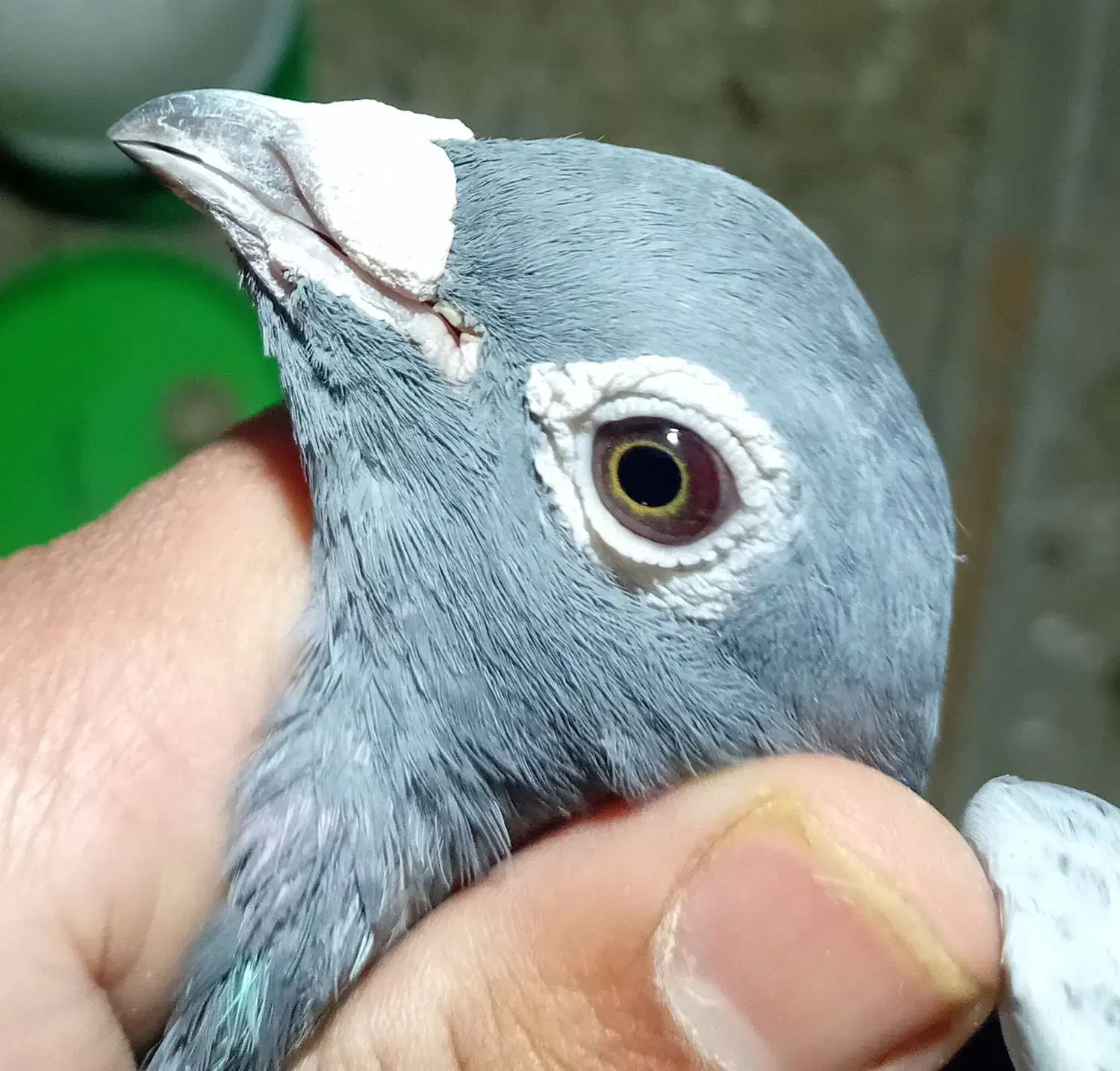 کبوتر مسافتی جان اردن|پرنده|رامیان, |دیوار