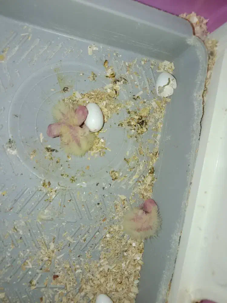 چهارعددجوجه سرلاکی|پرنده|بهشهر, |دیوار