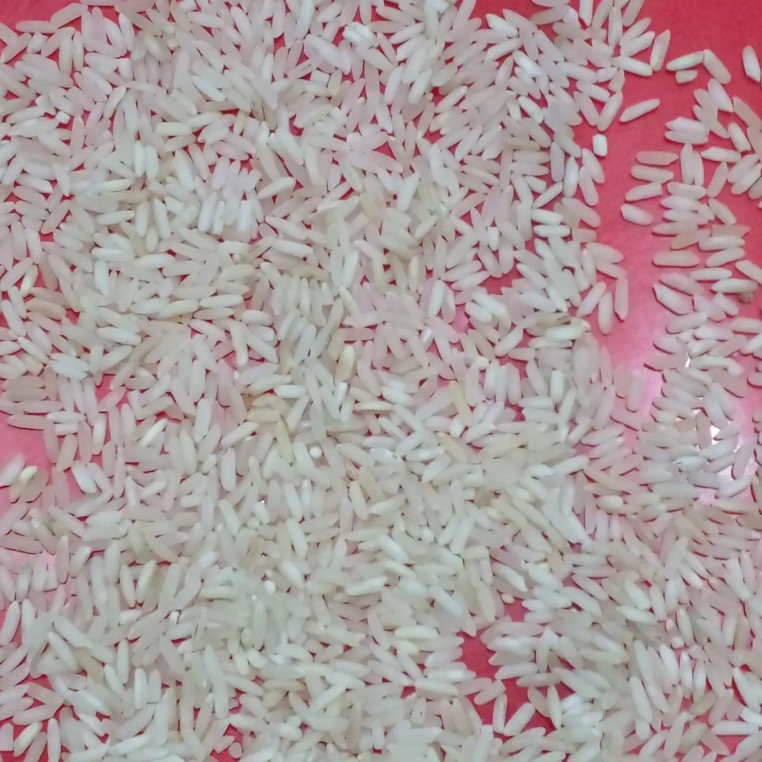 برنج درجه۱ عنبر شوشتر|خوردنی و آشامیدنی|اهواز, پادادشهر|دیوار