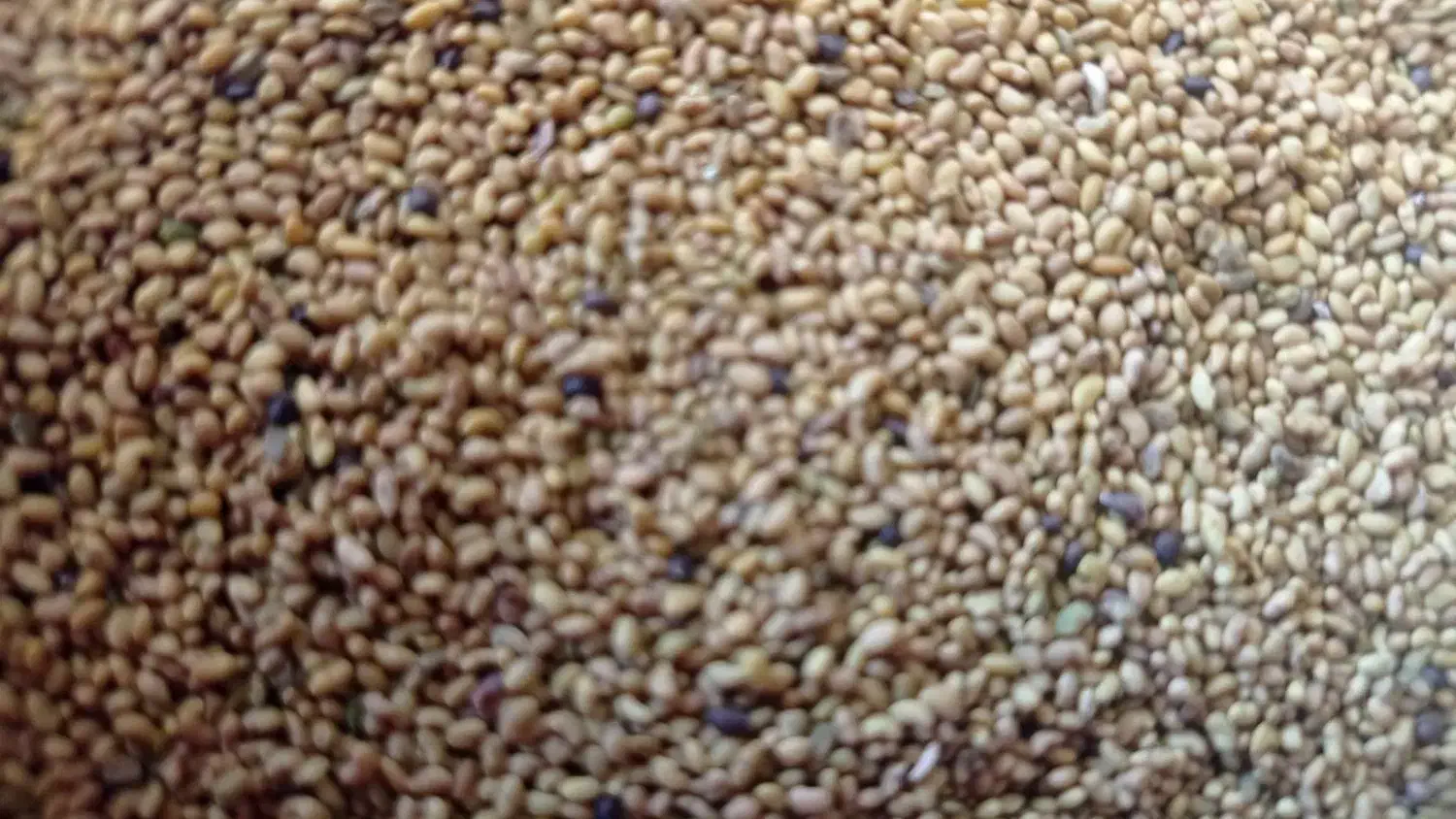 یونجه بذر ماران|گل و گیاه طبیعی|رزن, |دیوار