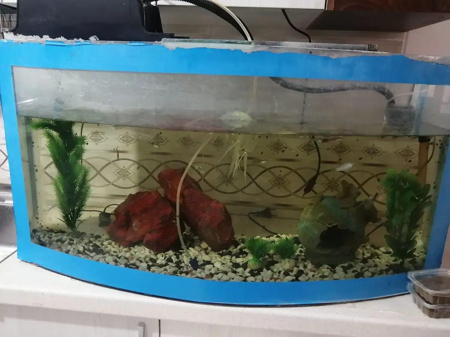 آکواریوم باوسایل|ماهی|یزد, |دیوار