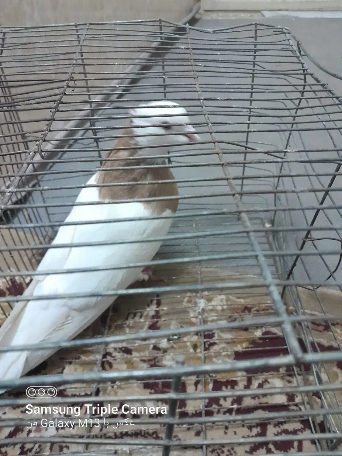 طوقی‌زرد‌نر|پرنده|سبزوار, کهنه آب|دیوار