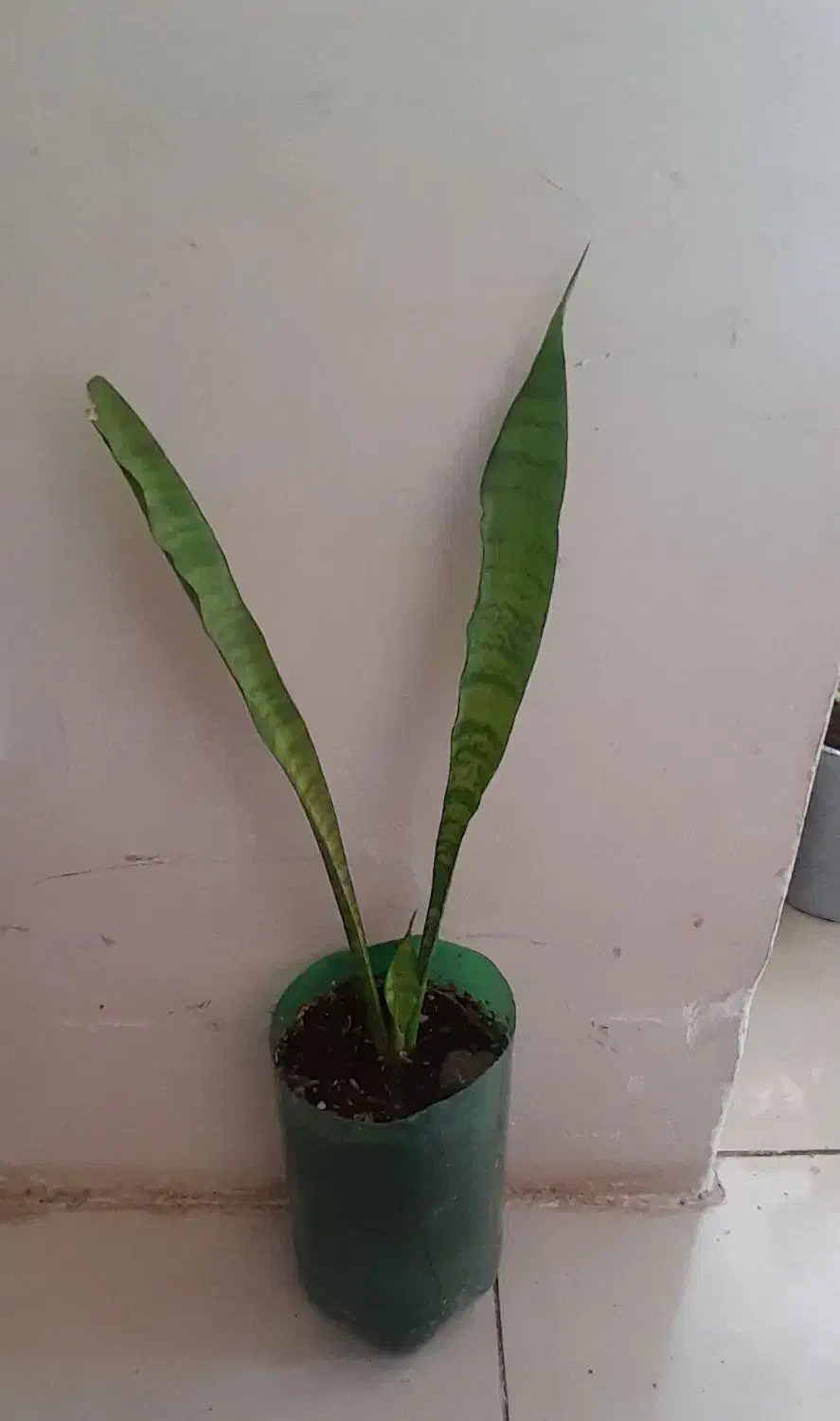 همه۸۵هزار|گل و گیاه طبیعی|کرمانشاه, |دیوار