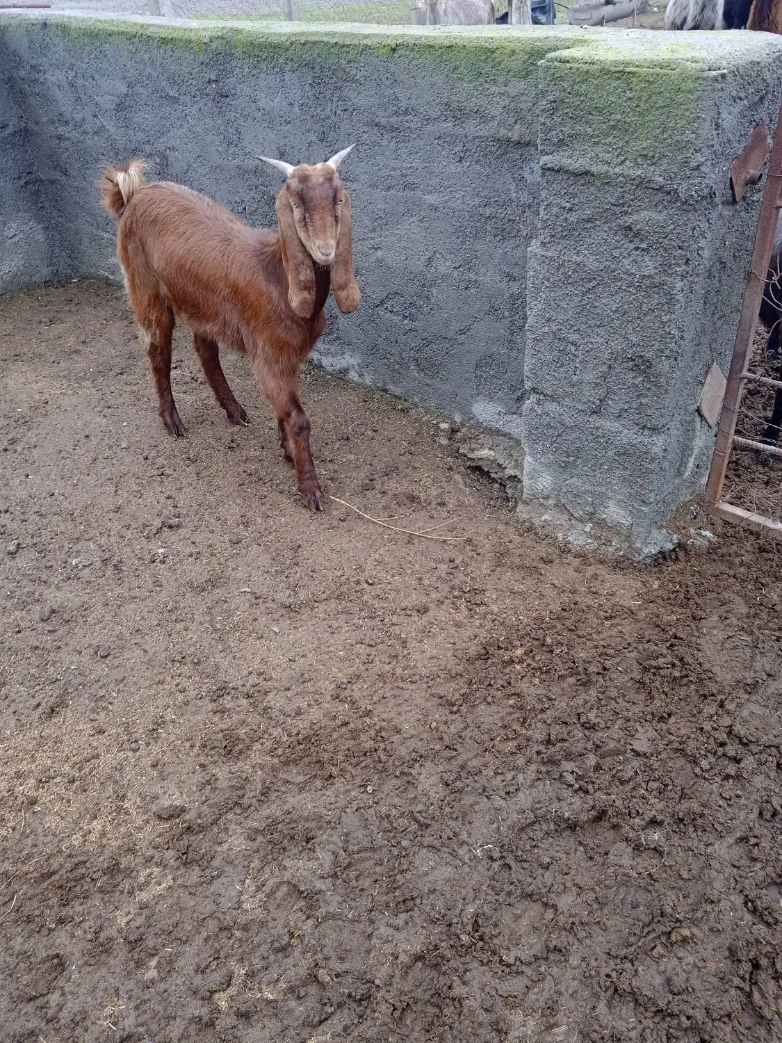 یک راس بز ماده فروشی|حیوانات مزرعه|خان ببین, |دیوار