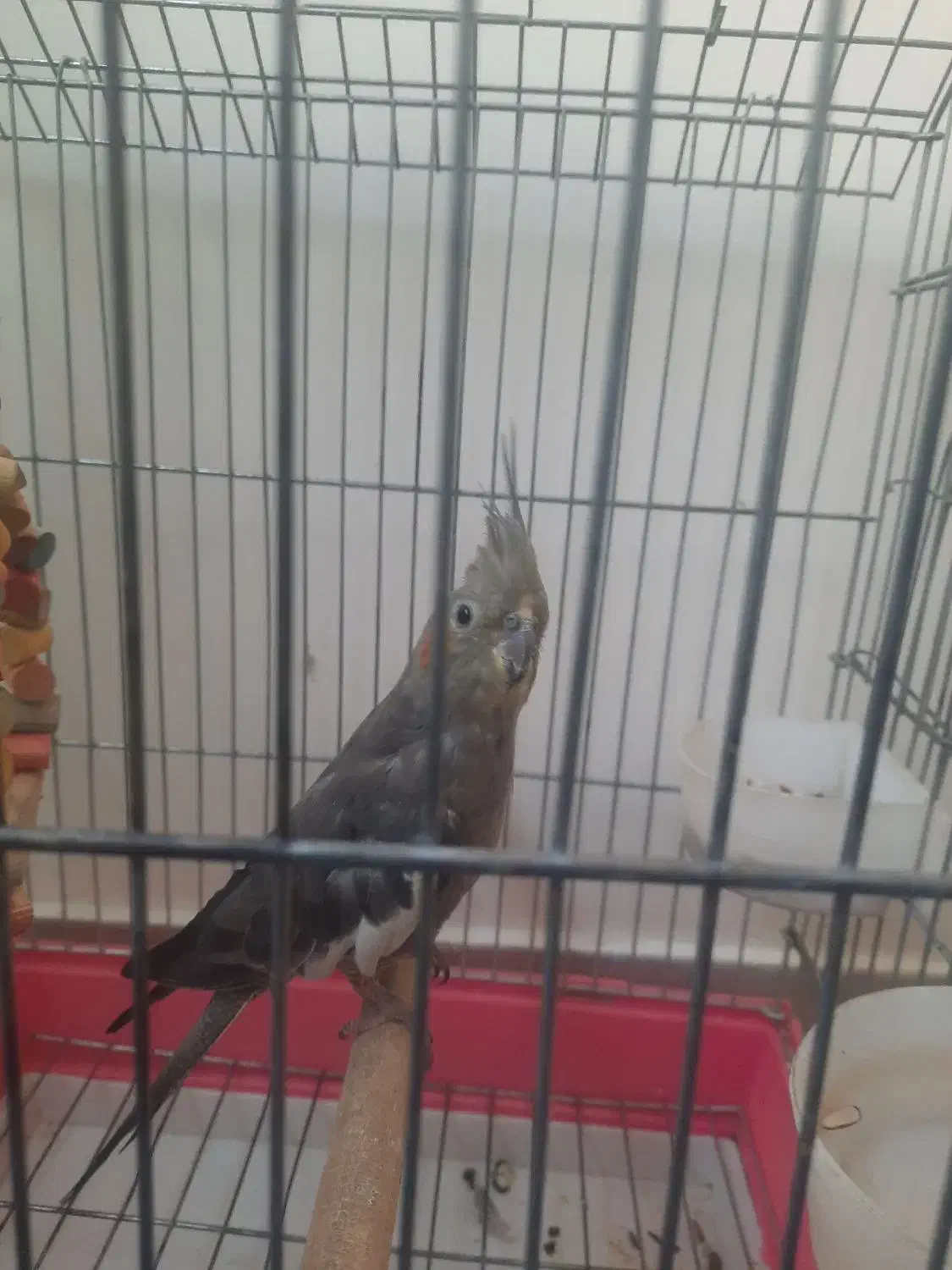 عروس هلندی سرحال ماده|پرنده|تهران, تختی|دیوار