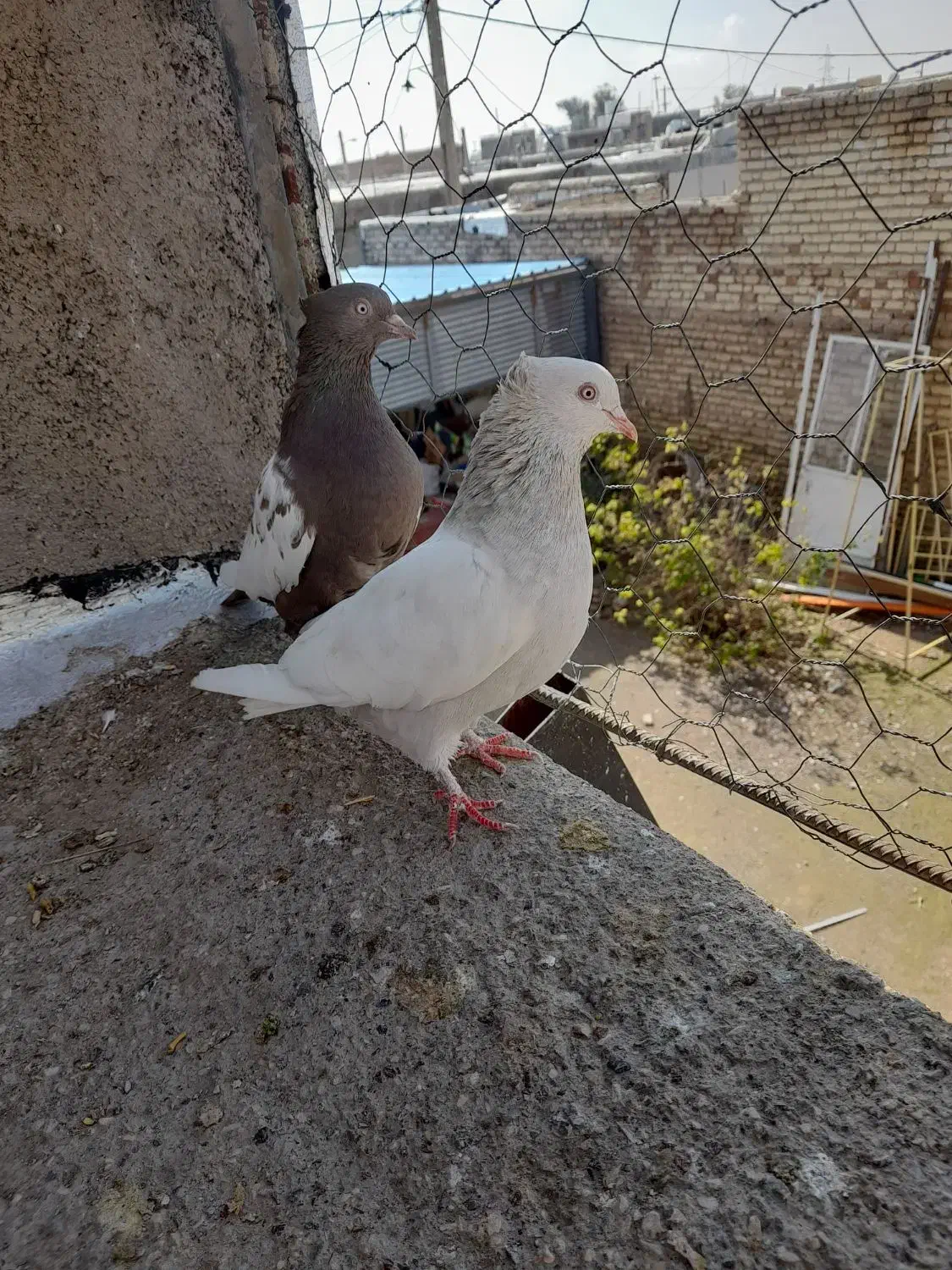 کبوتر گرفتنی زوربونی|پرنده|فسا, |دیوار