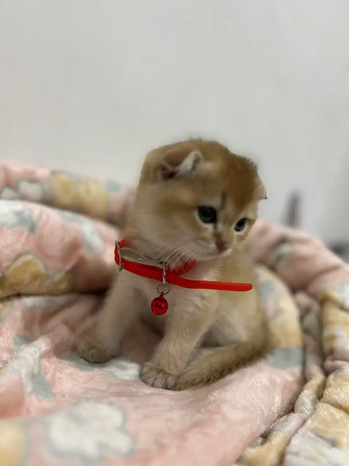 گربه اسکاتیش|گربه|کرمانشاه, |دیوار