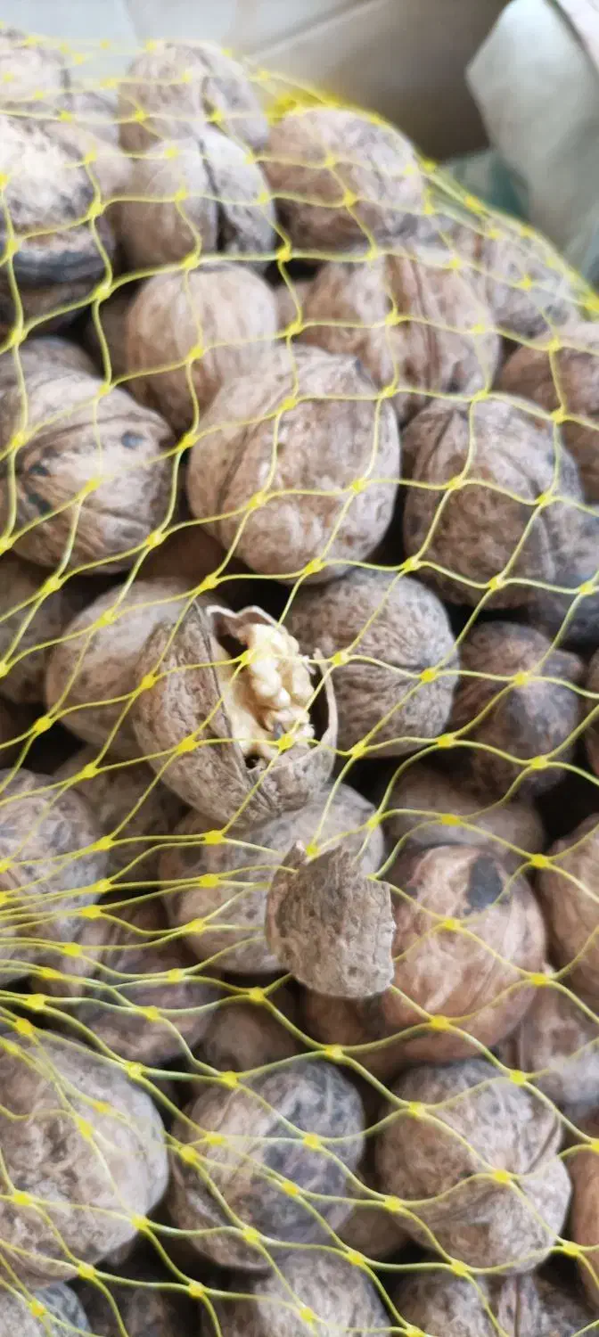 گردو درجه یک کوهستان رابر|خوردنی و آشامیدنی|رابر, |دیوار