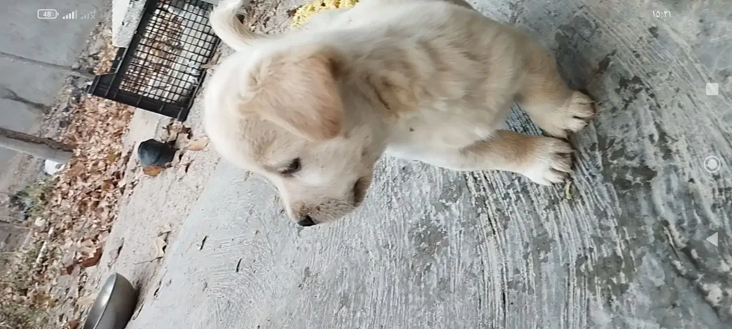 توله پاکوتاه|سگ|مشهد, توس (بلوار توس)|دیوار