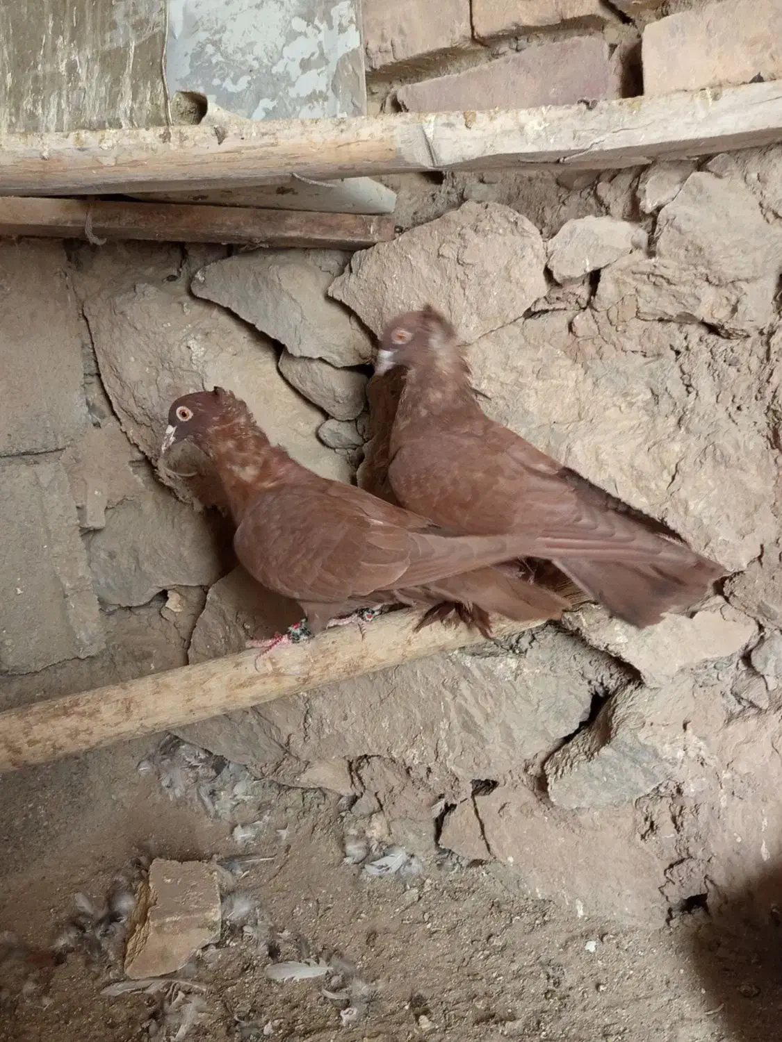 کفتر سرخ|پرنده|سرچهان, |دیوار