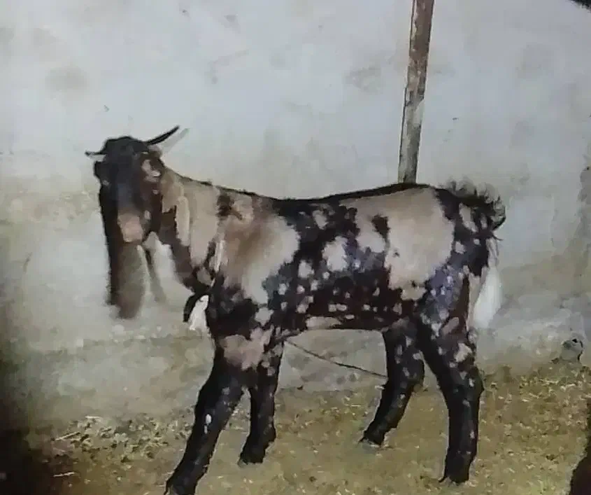 بز مری نر|حیوانات مزرعه|زاهدان, |دیوار