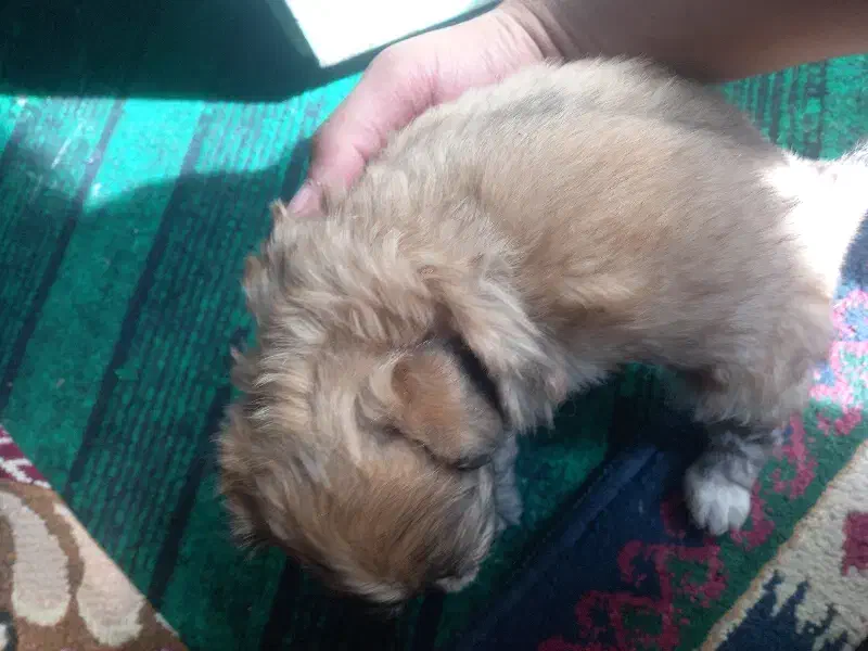 سگ پاکوتا|سگ|جیرفت, |دیوار