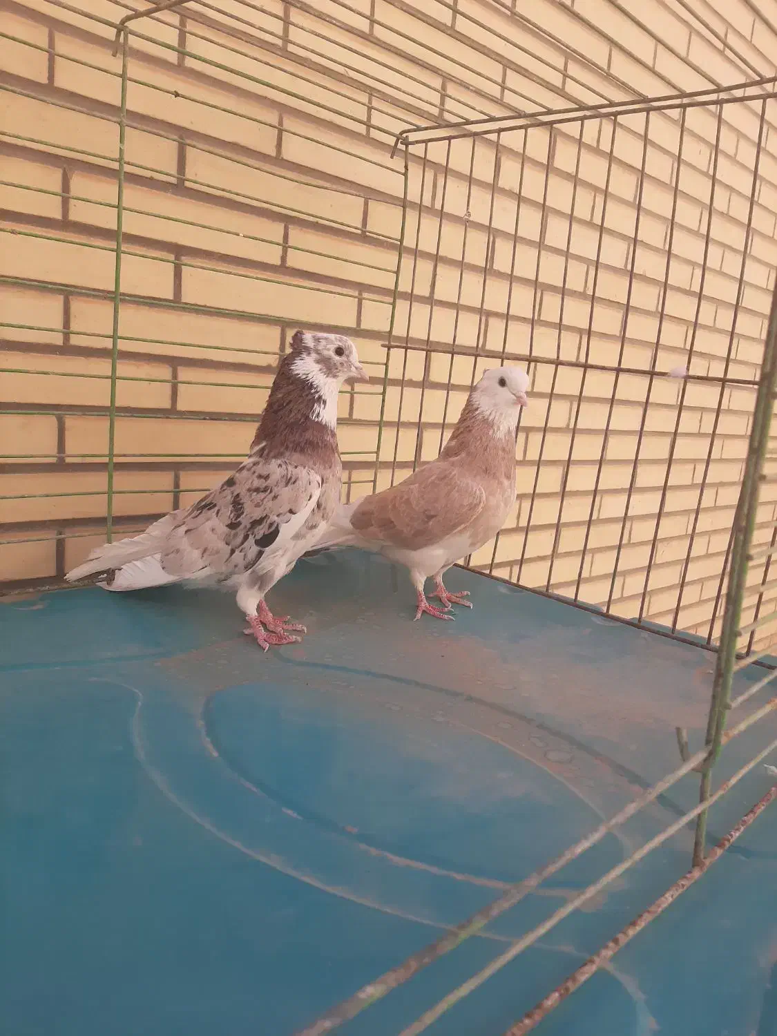 شازده|حیوانات|میبد, |دیوار