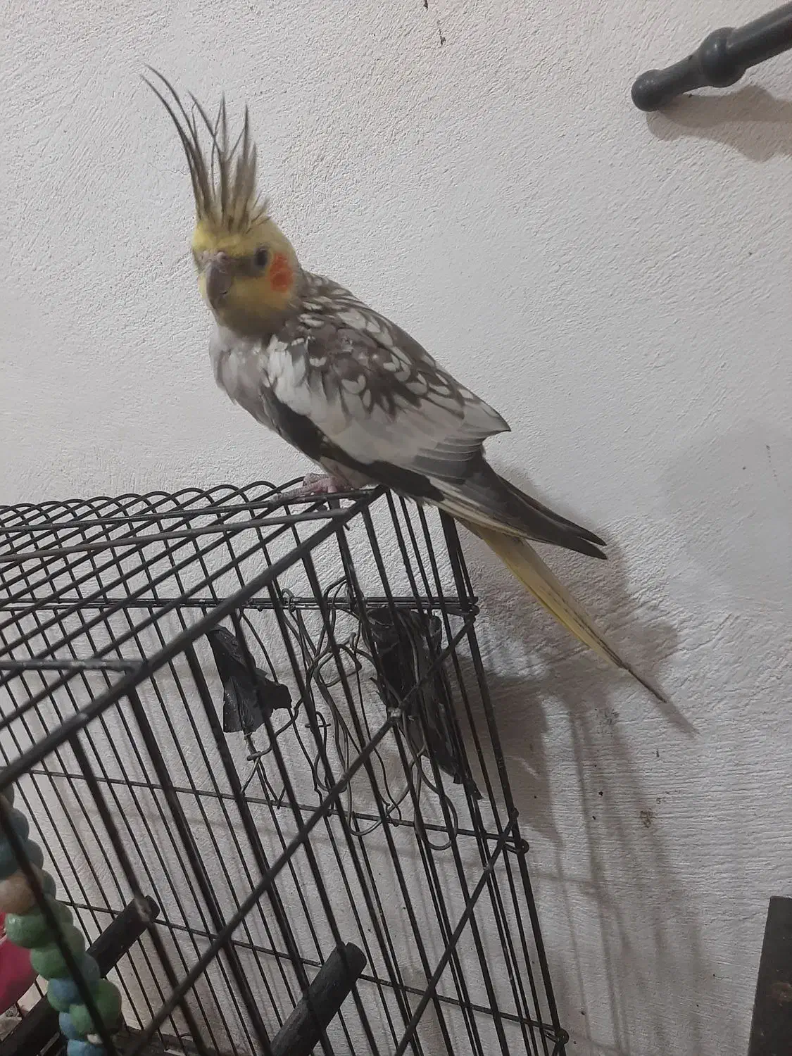 عروس هلندی|پرنده|فرح آباد, |دیوار