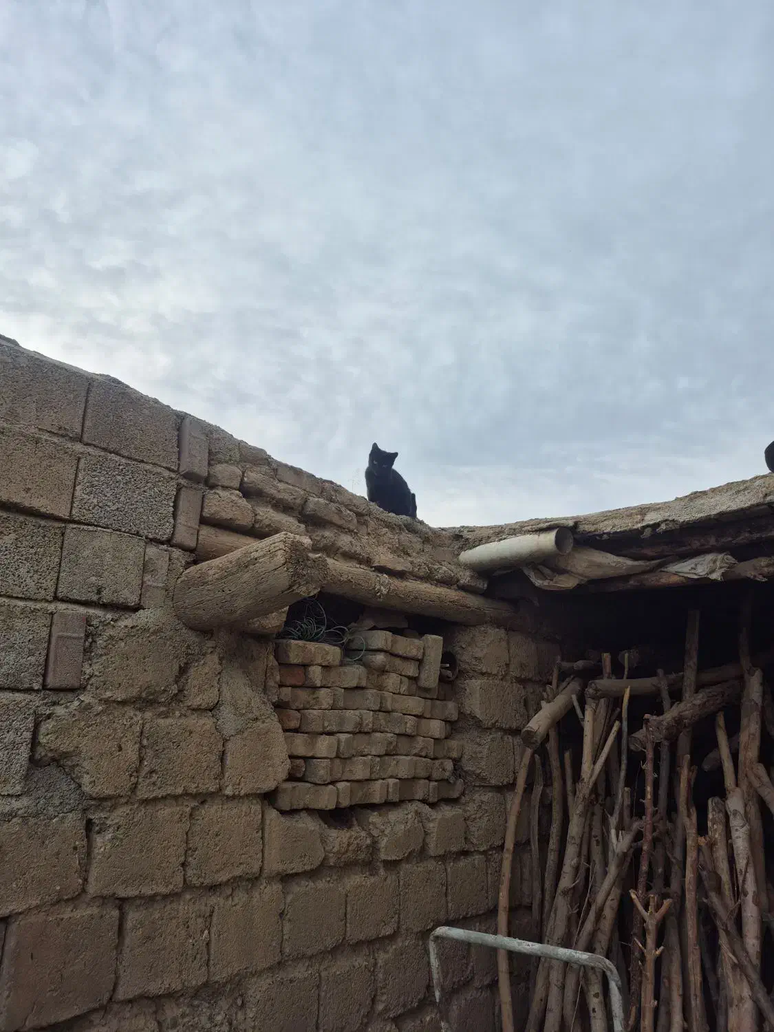 گربه خانگی ودست اموز|گربه|محمدبار, |دیوار