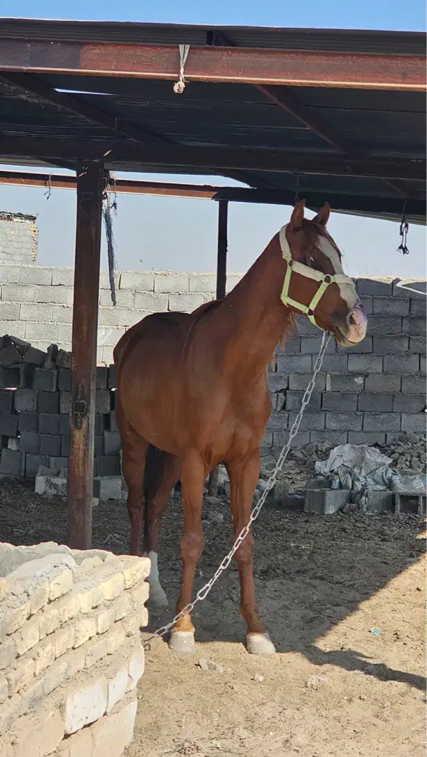 اسب ترکمن|اسب و تجهیزات اسب‌سواری|مشهد, طرق|دیوار