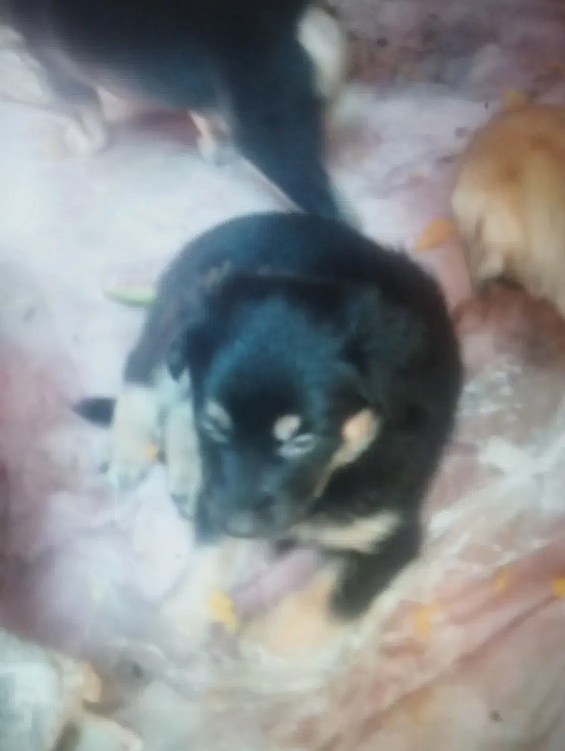 سگ ژرمن|سگ|بندر ماهشهر, |دیوار