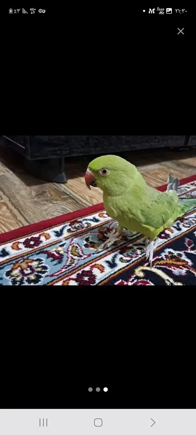 طوطی گمشده یک میلون تومان  مژدگانی دریافت کنید|اشیا|نجف‌آباد, سعدی|دیوار
